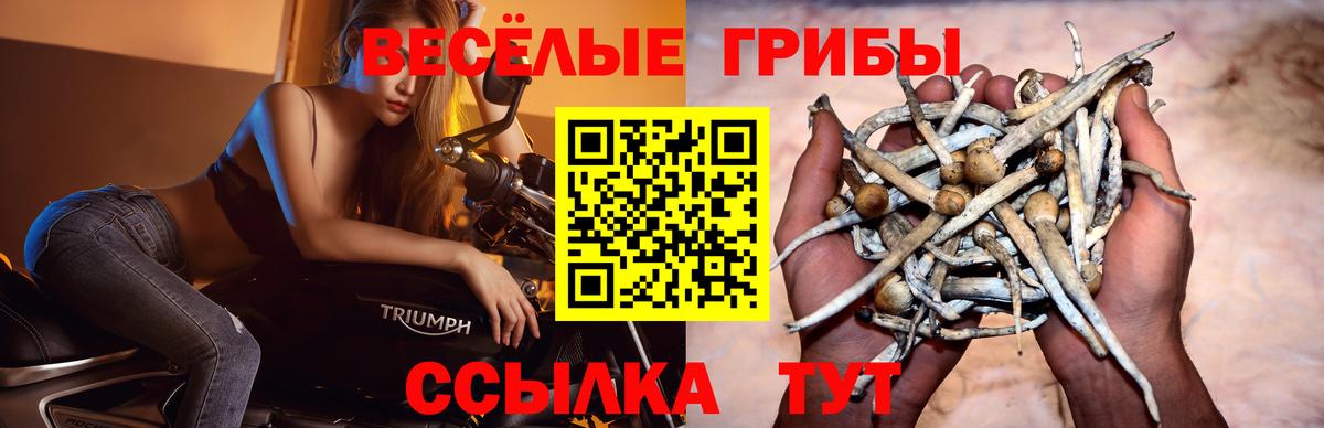 Галлюциногенные грибы Psilocybe Саранск